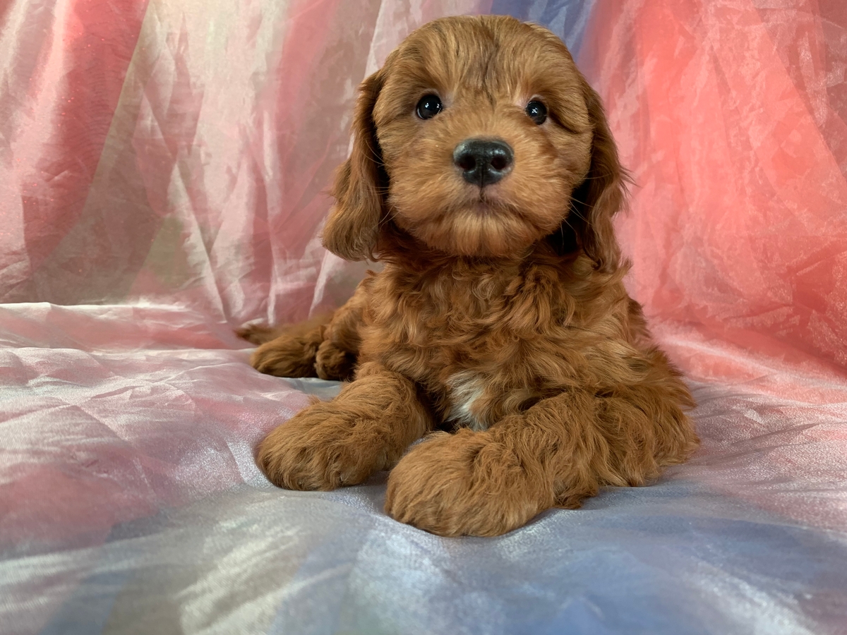 Red Miniature Goldendoodle Male DOB 2021-10-14, $1800